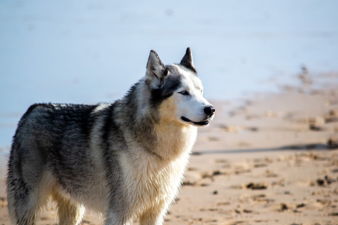 white and black siberian husky on brown sand during daytime, Husky dog stood on the beach.