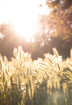 green grass field during daytime