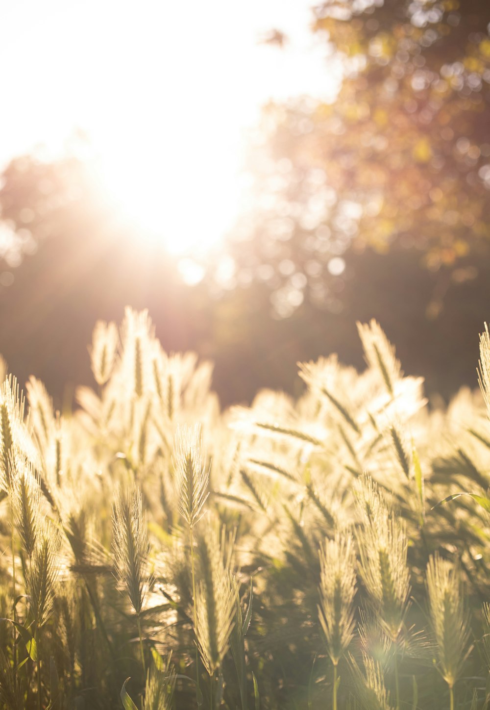 green grass field during daytime