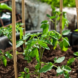 green plant on brown soil