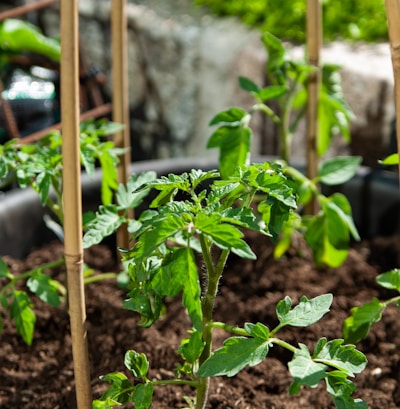 green plant on brown soil