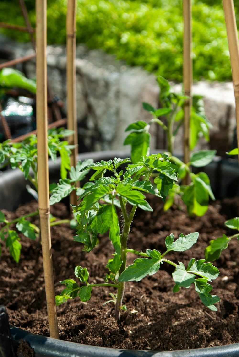 plante verte sur sol brun