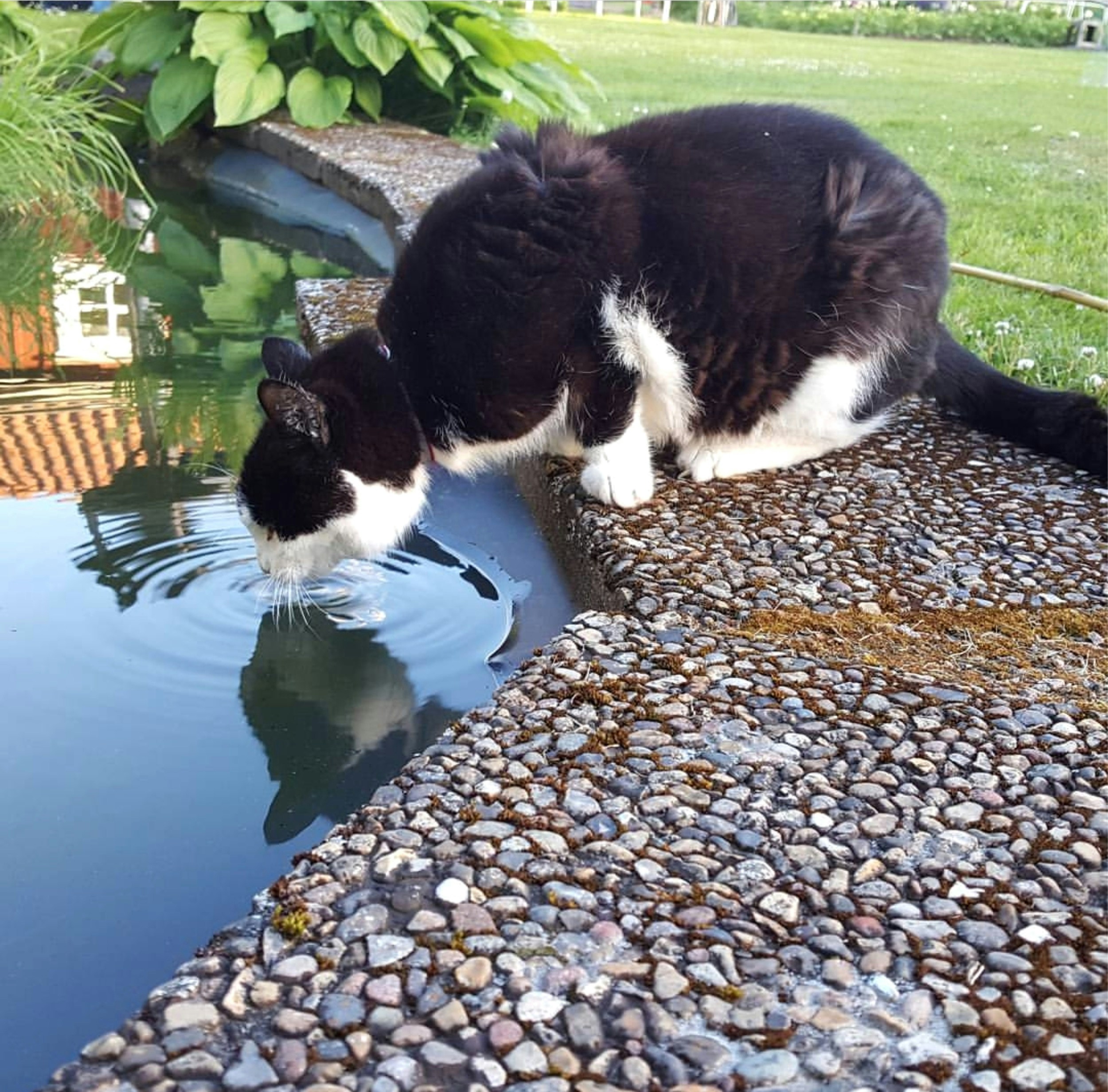 Meta Title: Best Cat Watering Fountain 2025 – Top 10 Picks Reviewed