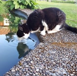 A black and white cat is seen drinking water from a stone-bordered pond. The cat's reflection is visible in the water, creating a calm ripple effect. There is lush green foliage and grass surrounding the pond, with a hint of a building reflected in the water.
