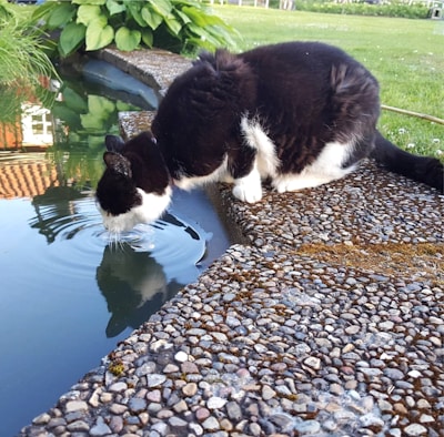 A black and white cat is seen drinking water from a stone-bordered pond. The cat's reflection is visible in the water, creating a calm ripple effect. There is lush green foliage and grass surrounding the pond, with a hint of a building reflected in the water.
