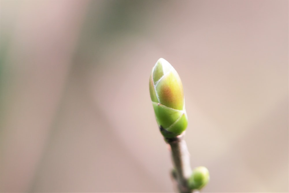 Grüne Blütenknospe in der Makrofotografie