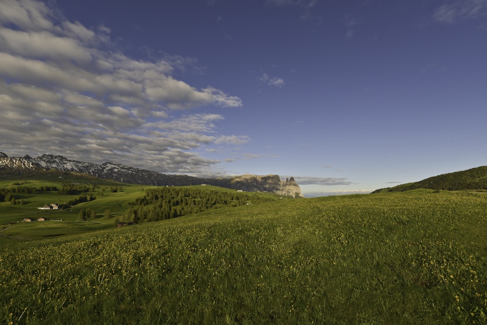 Grünes Grasfeld unter blauem Himmel tagsüber