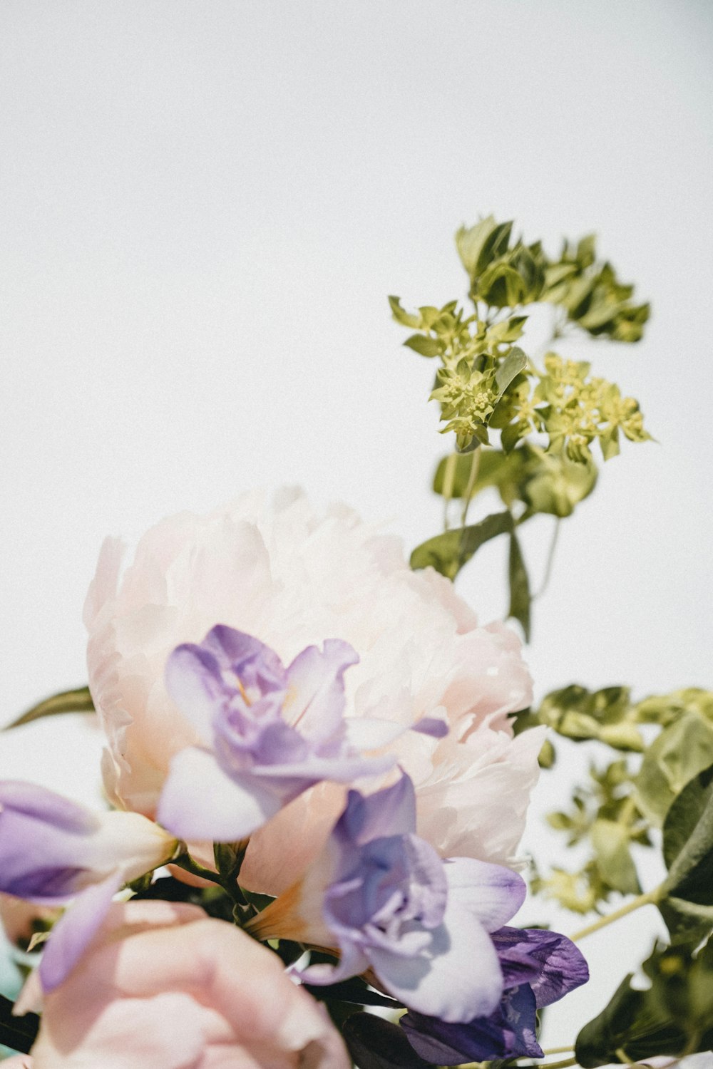 pink and white roses in bloom