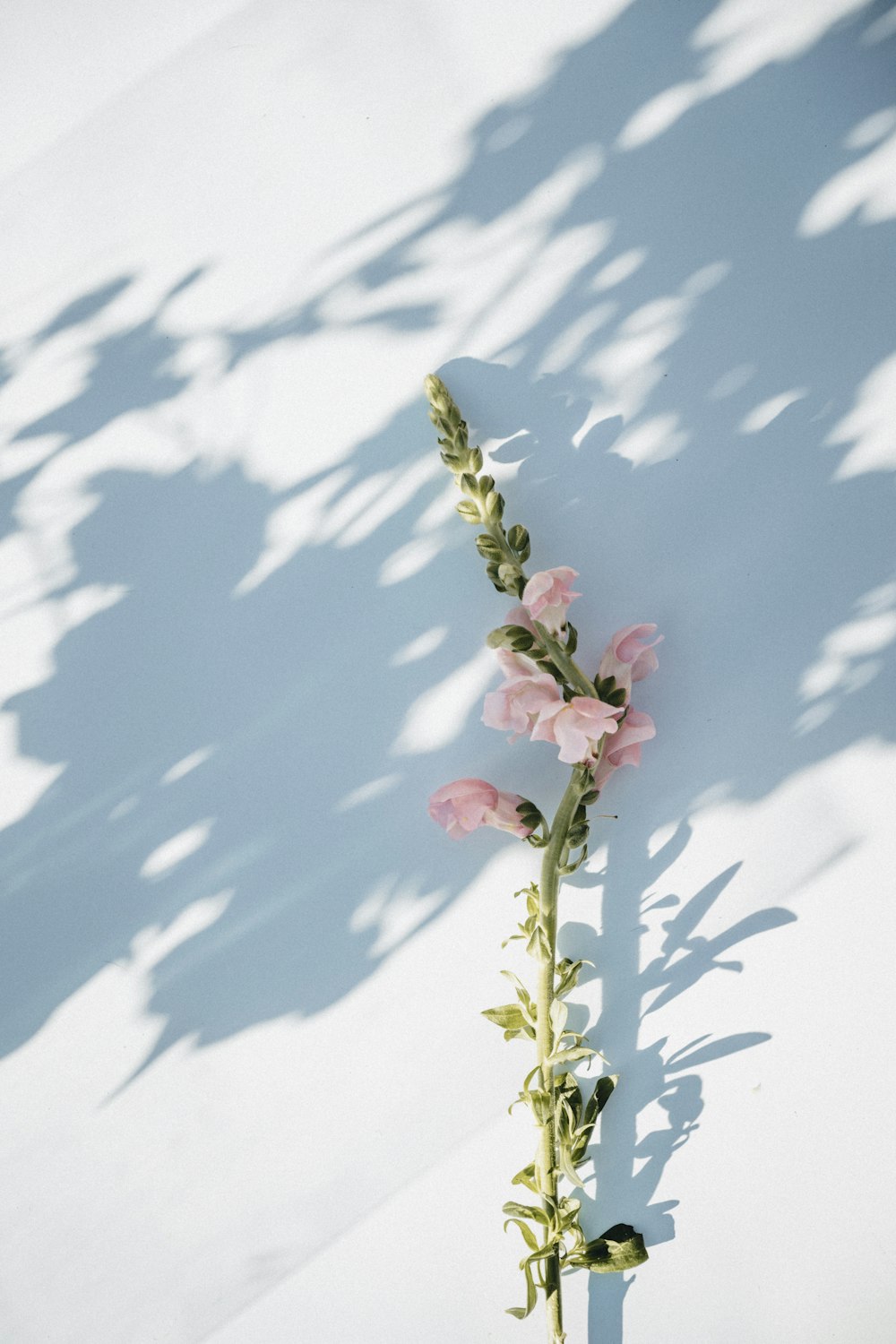 pink and white flower under blue sky during daytime