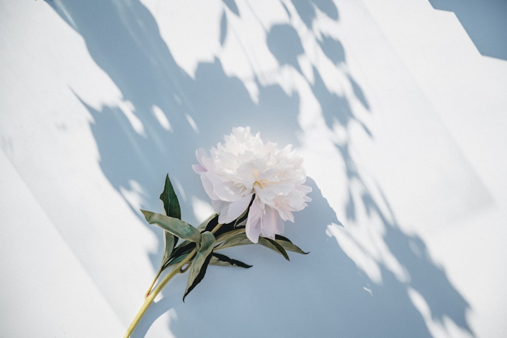 pink and white flower on white surface