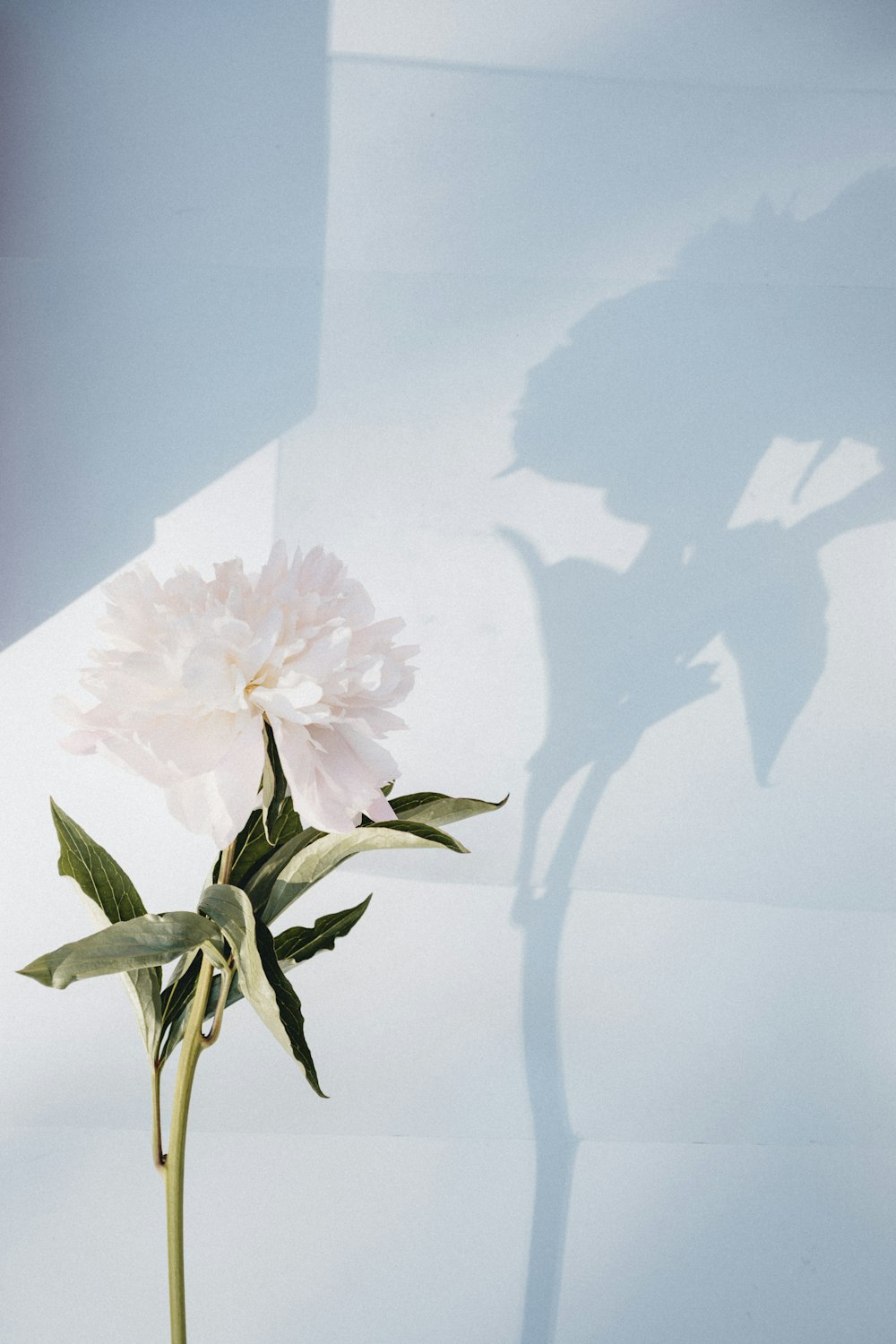 a single white flower sitting on top of a table