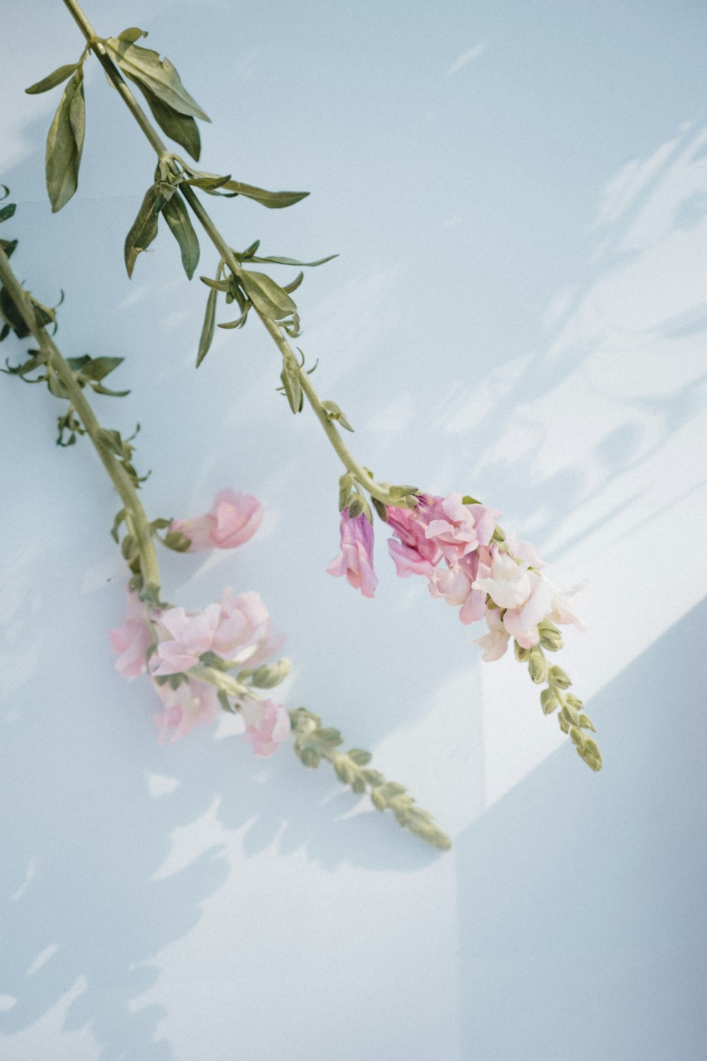 pink and white flowers on white surface