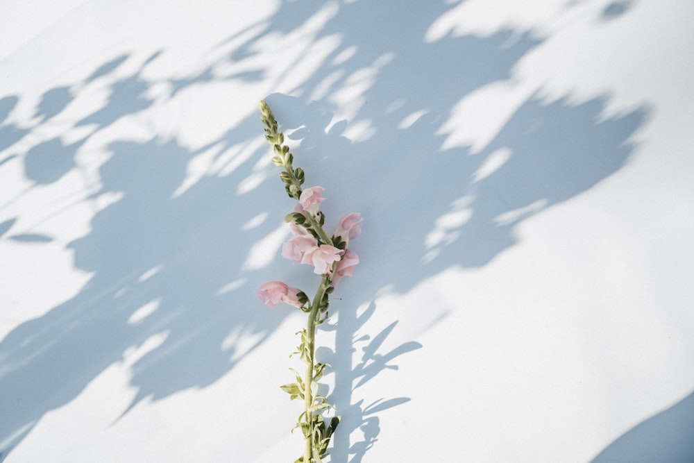 pink and white flower under blue sky during daytime