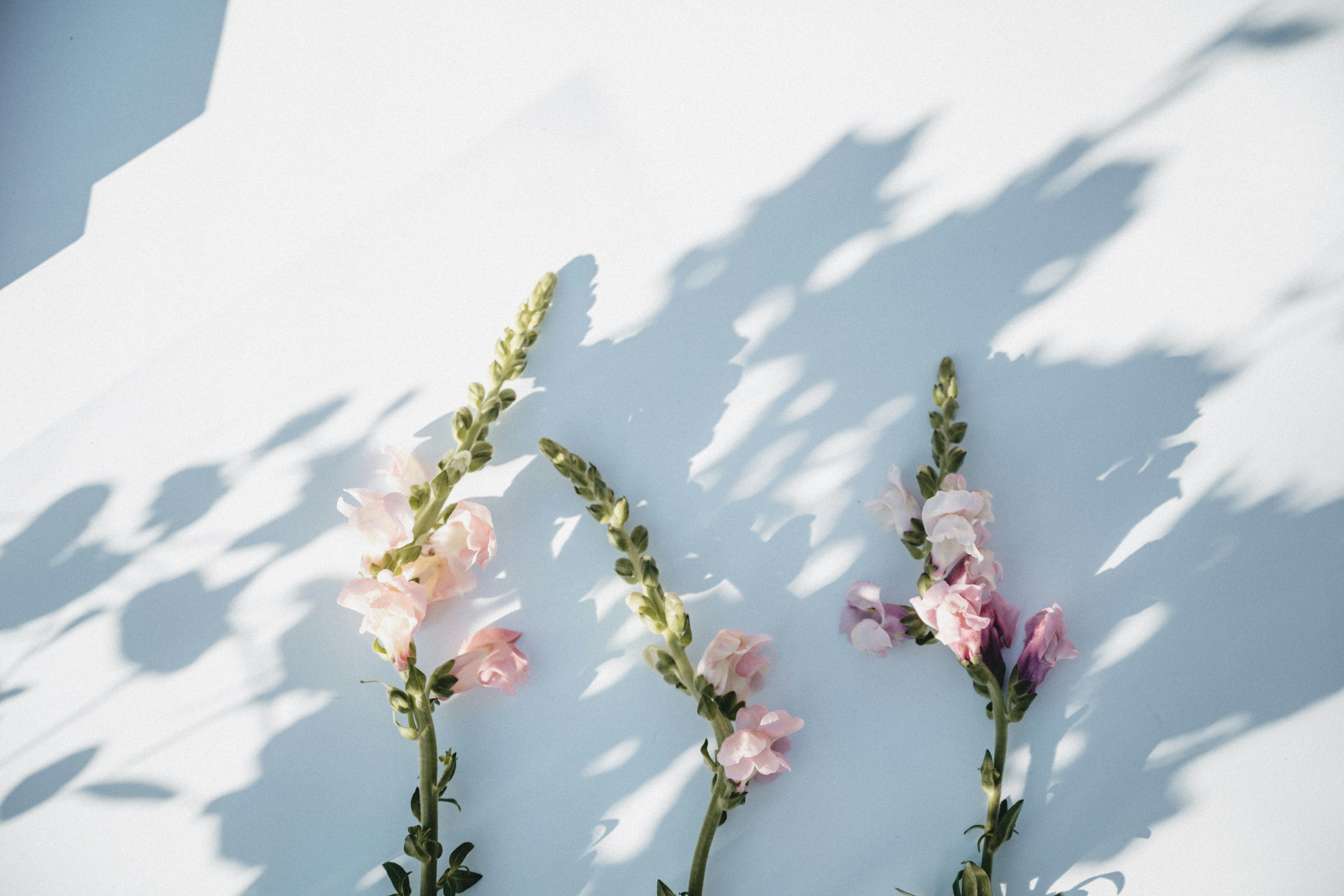 Photo by anniespratt