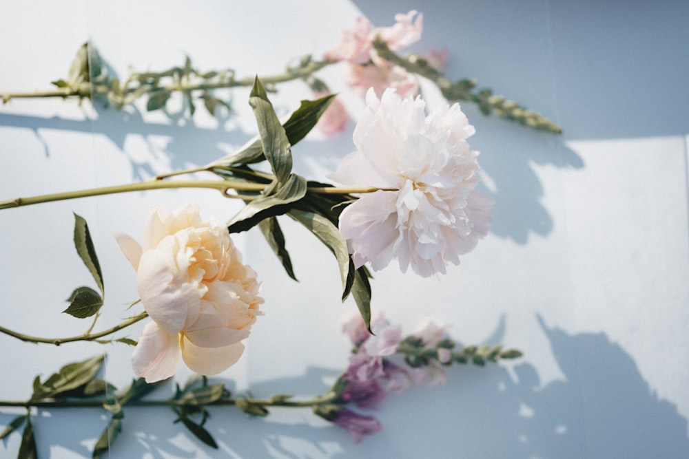 white and yellow flowers in tilt shift lens