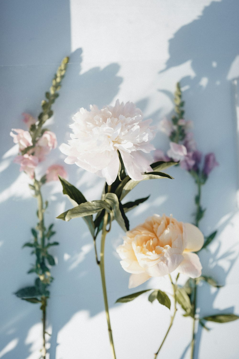 white and yellow flowers with green leaves