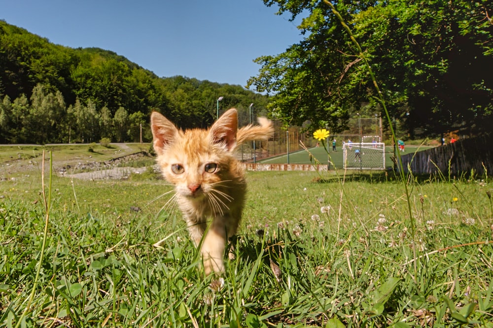 brown tabby kitten on green grass field during daytime