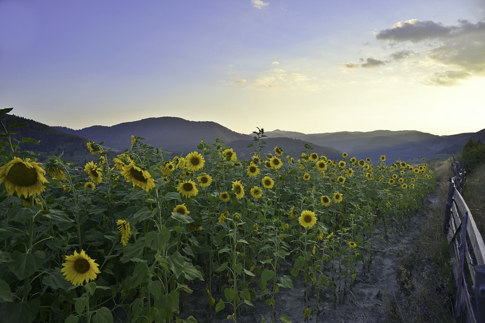 yellow flowers on green grass field during daytime