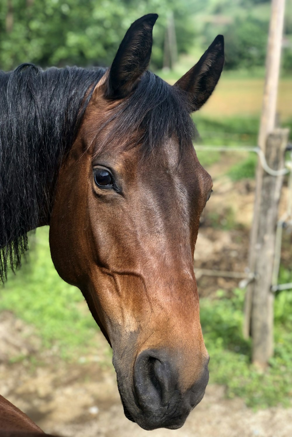 brown horse standing on green grass field during daytime