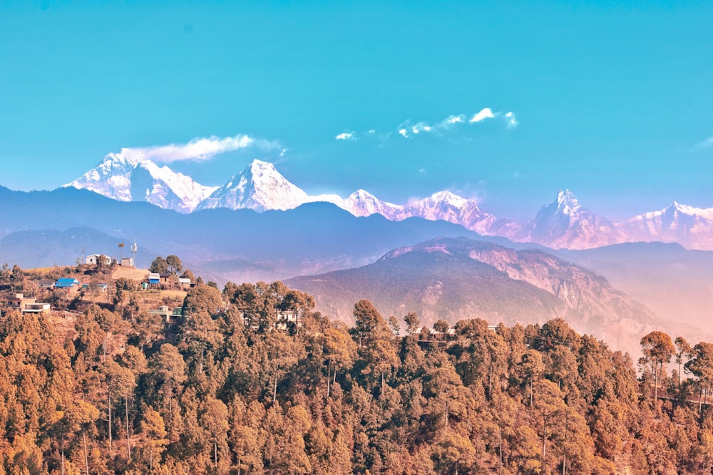 brown trees on brown field near mountain under blue sky during daytime