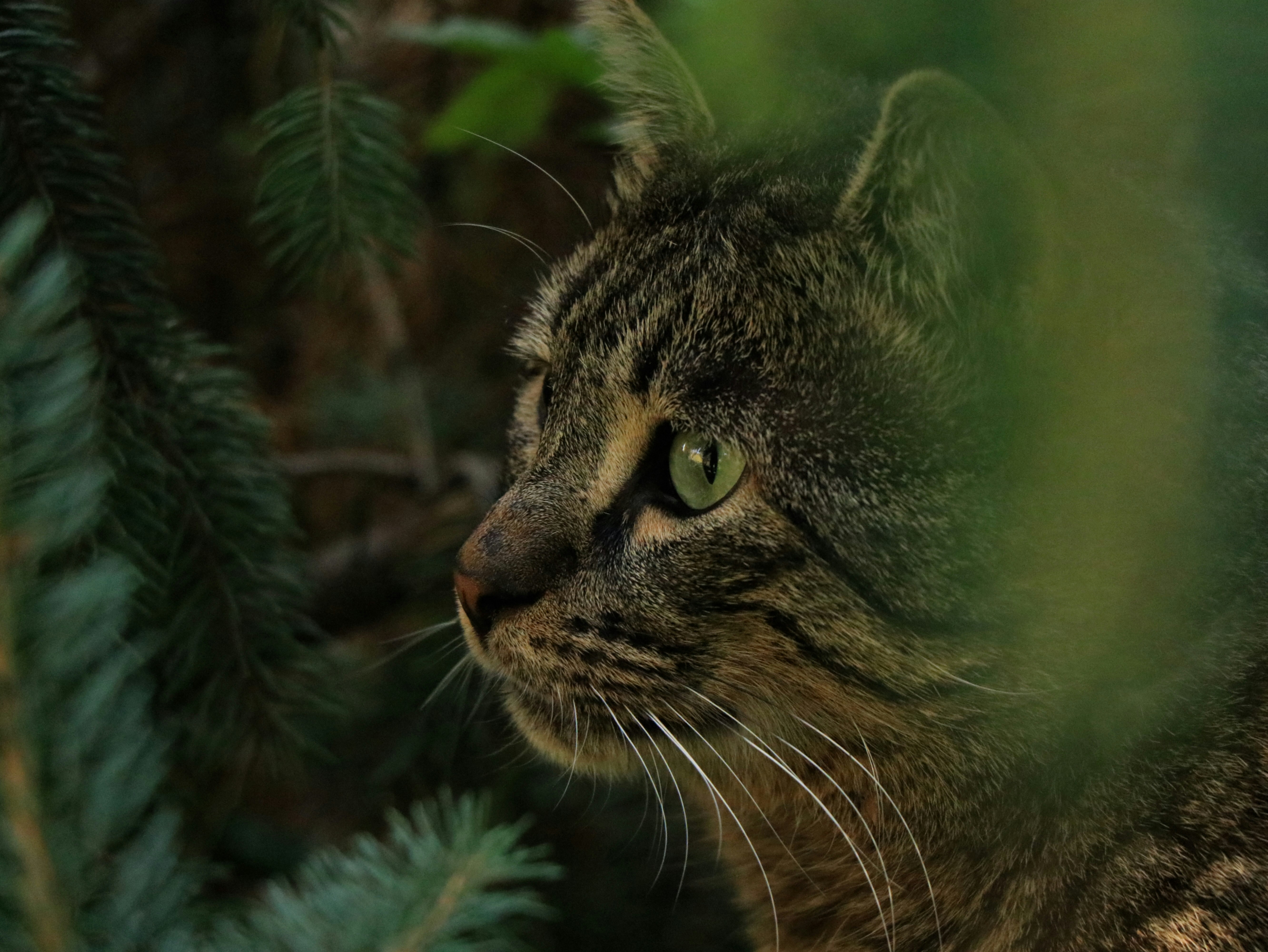 brown tabby cat on green plant