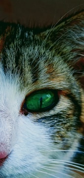 A close-up of a cat's eye with bright green iris, surrounded by white and brown fur. Fine details of the fur and texture around the eye are prominently visible.