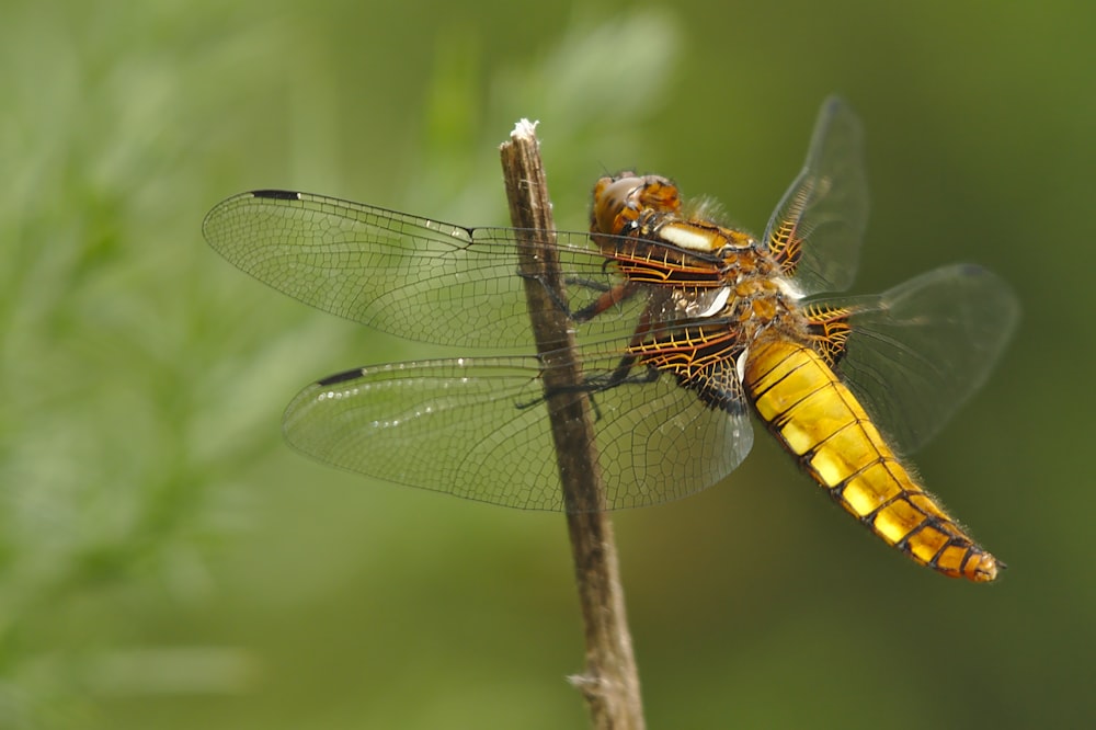 yellow and black dragonfly perched on brown stem in close up photography during daytime