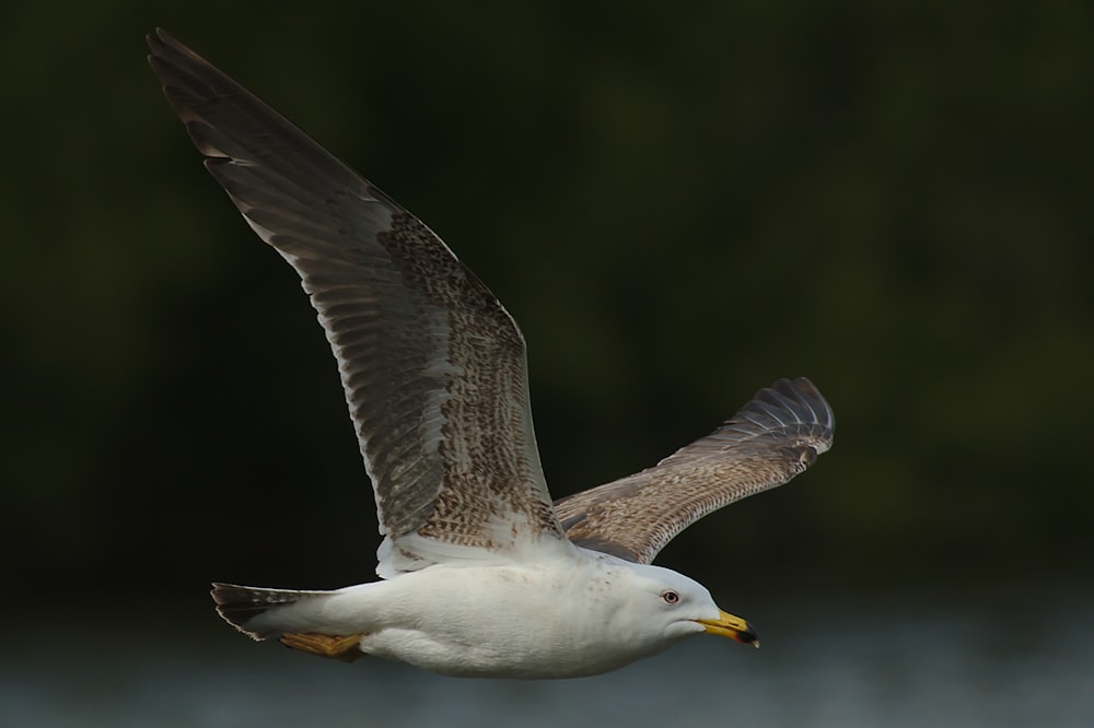 white and brown bird flying