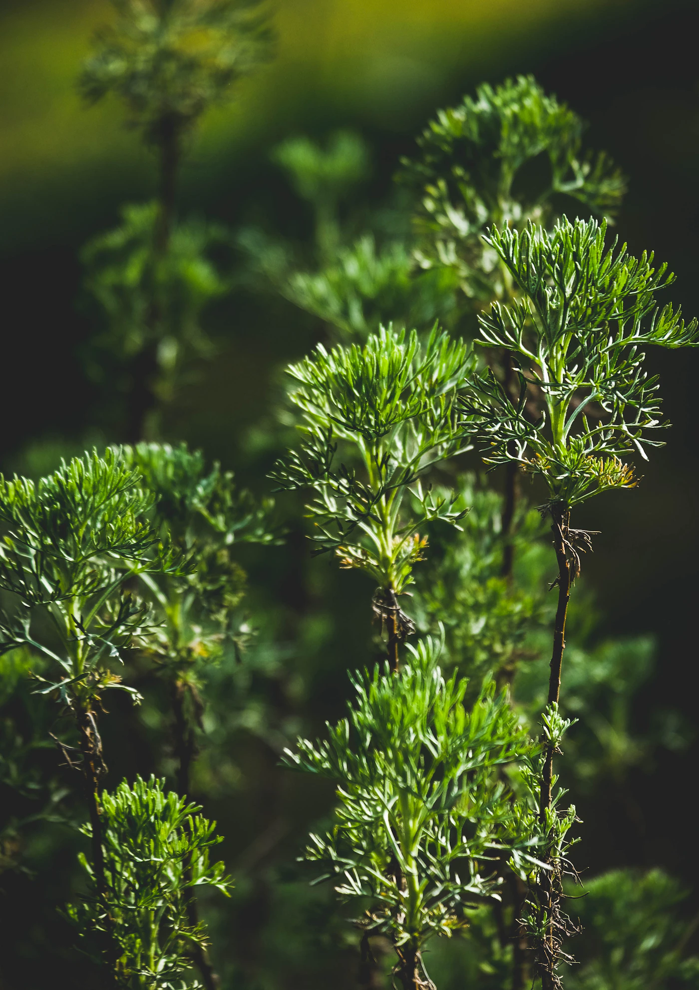 85% Artemisia: what a headline mugwort concentration actually tells you about a cream