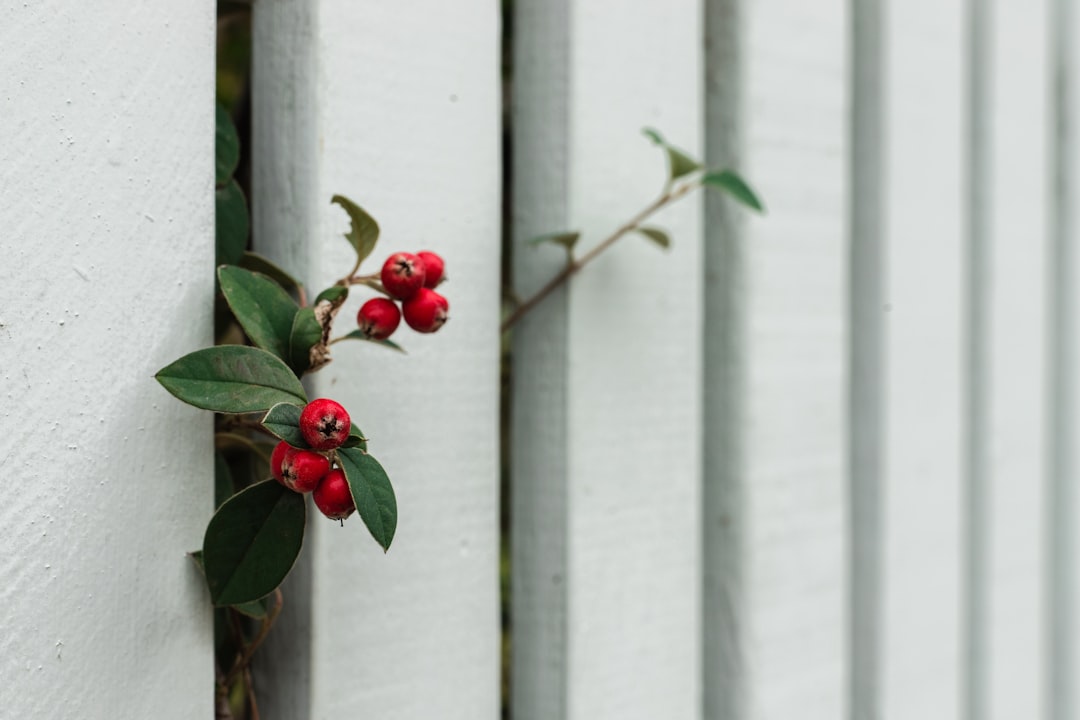 red flower on white wooden fence