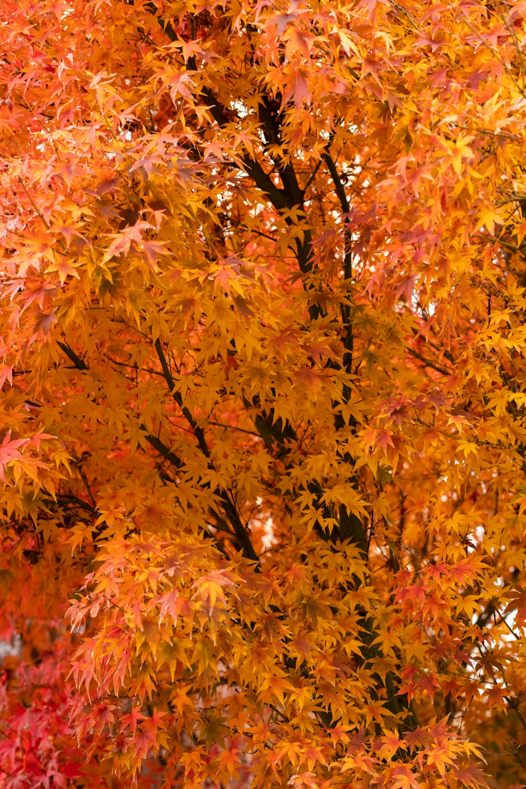 orange and yellow maple leaves