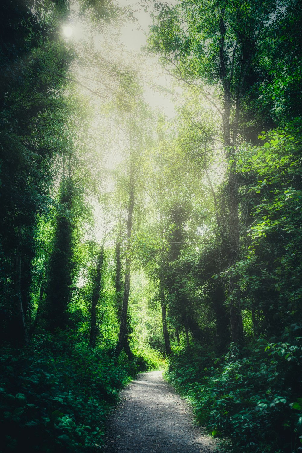 árvores verdes na floresta durante o dia