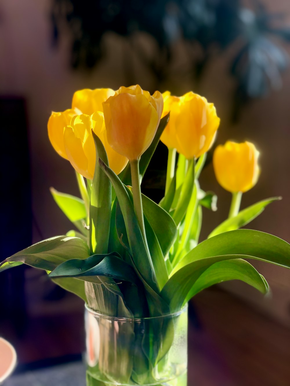 yellow tulips in clear glass vase