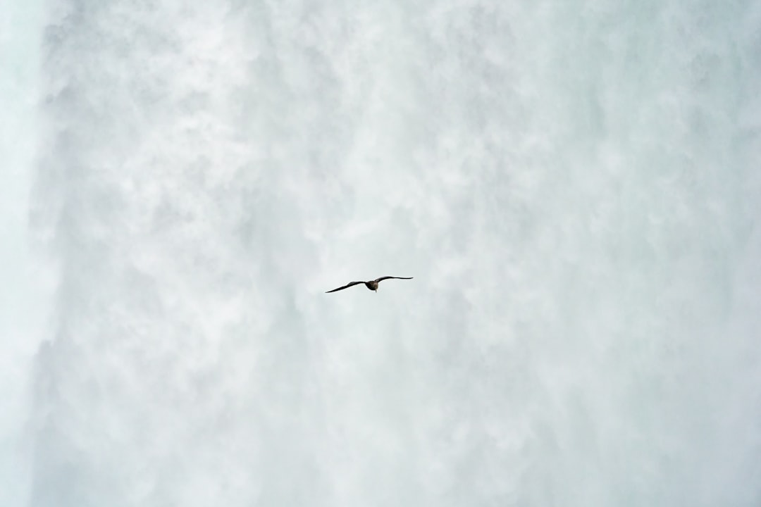 black bird flying on sky during daytime