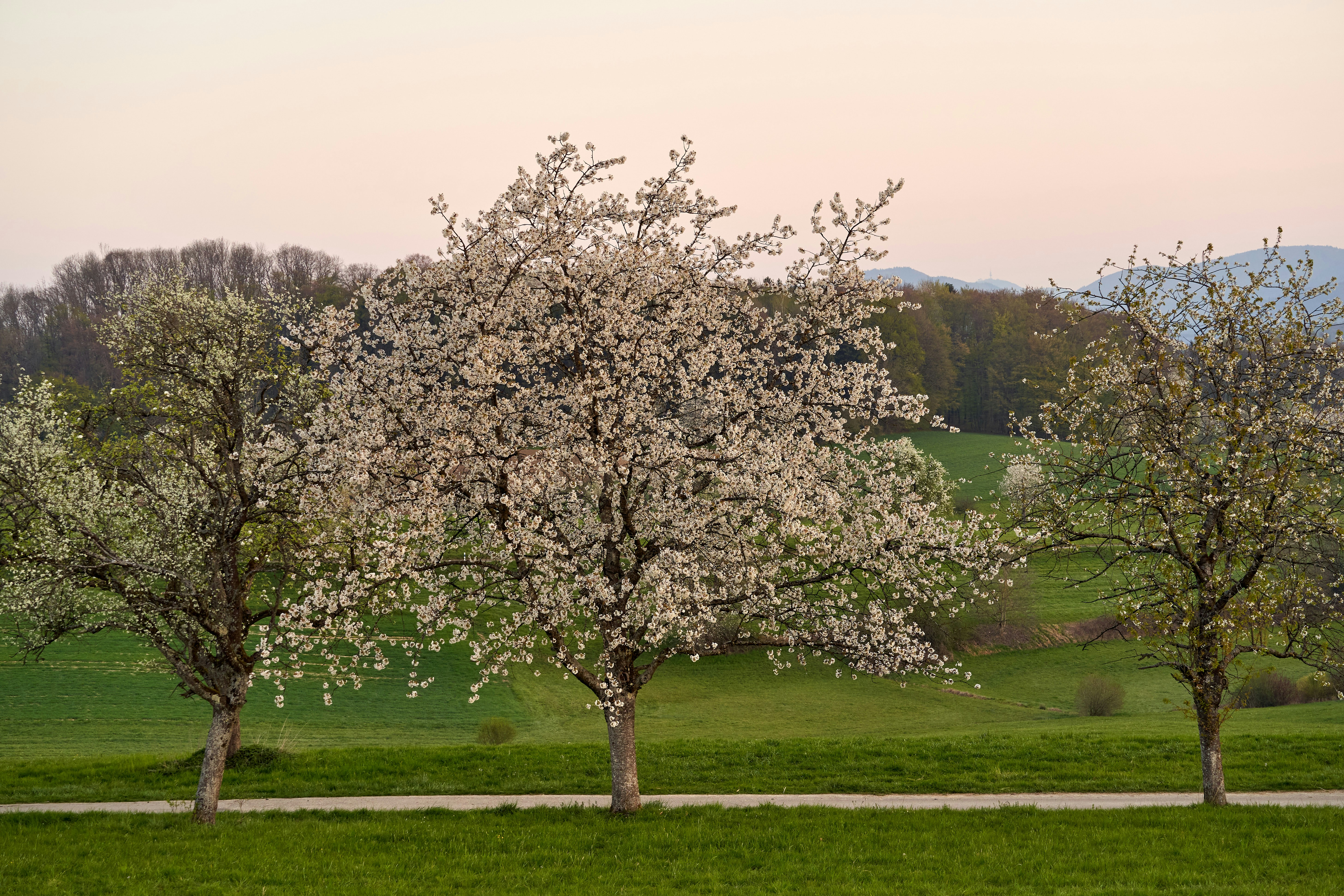 Image by Wolfgang Hasselmann via Unsplash