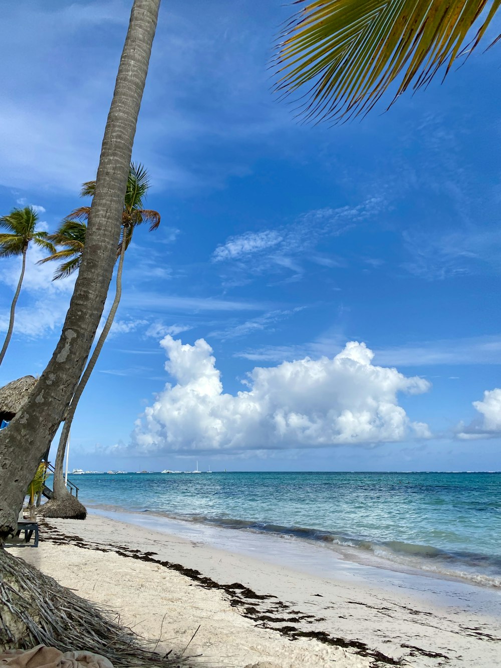 cocotier sur le rivage de la plage pendant la journée