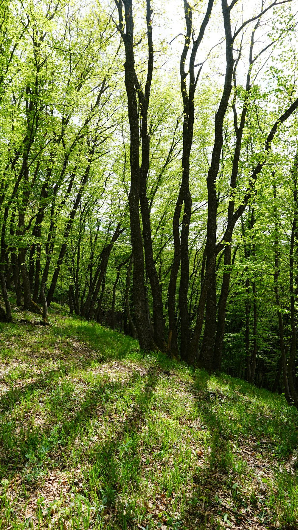 green grass and trees during daytime