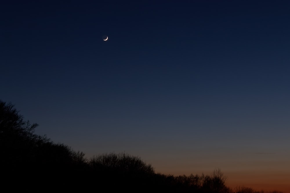 silhouette of trees under blue sky during night time