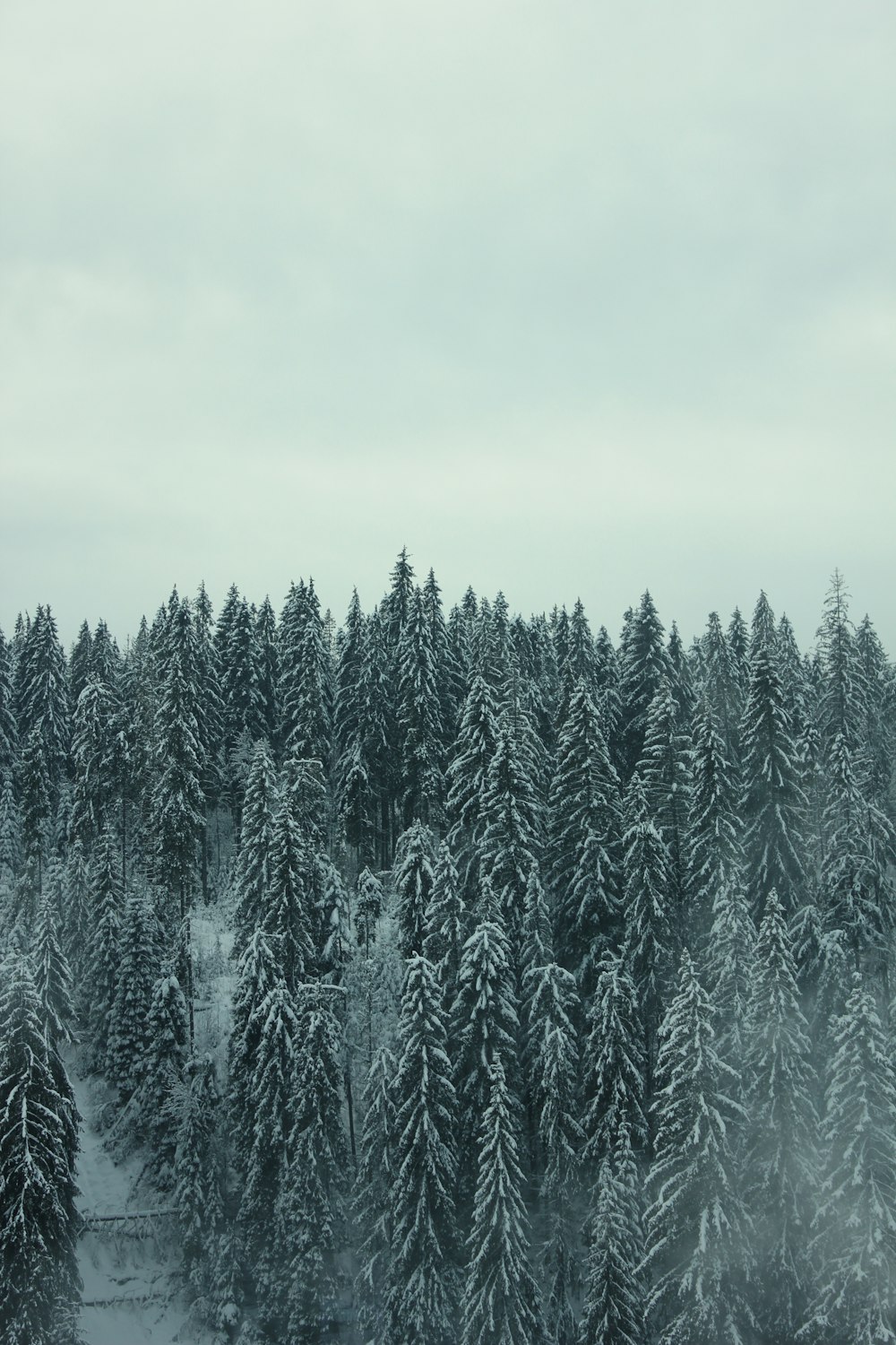 snow covered pine trees under white sky during daytime