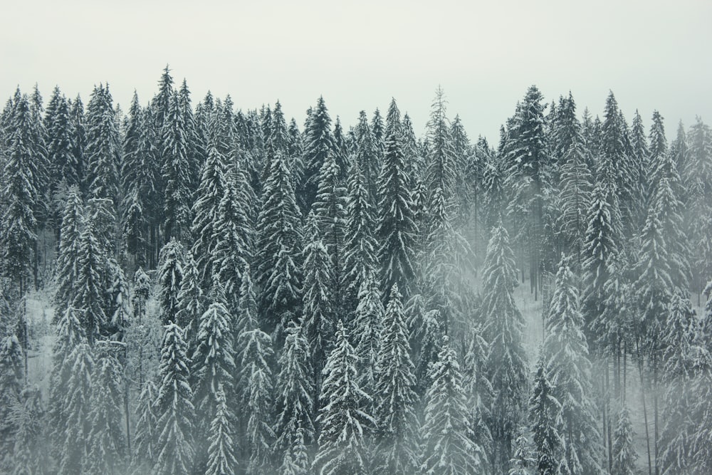 green pine trees covered with snow