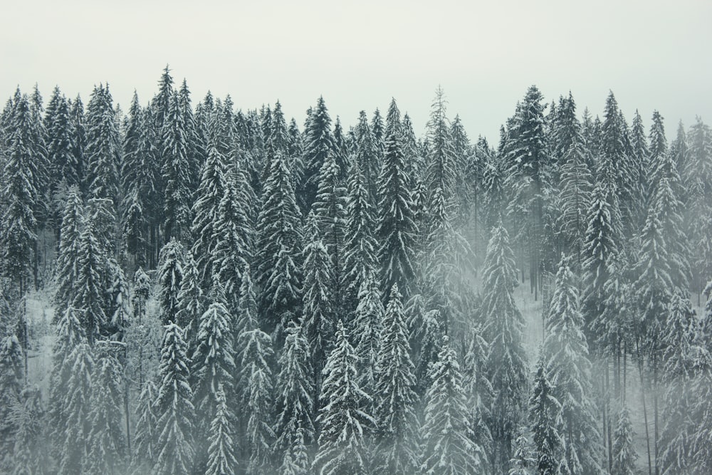 pinheiros verdes cobertos de neve