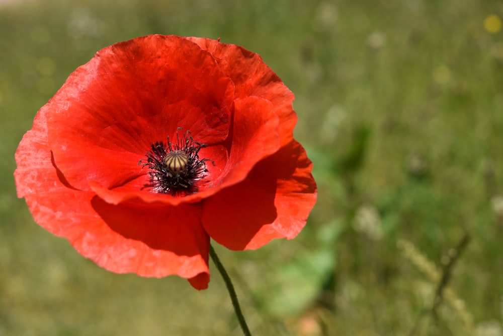 red flower in tilt shift lens