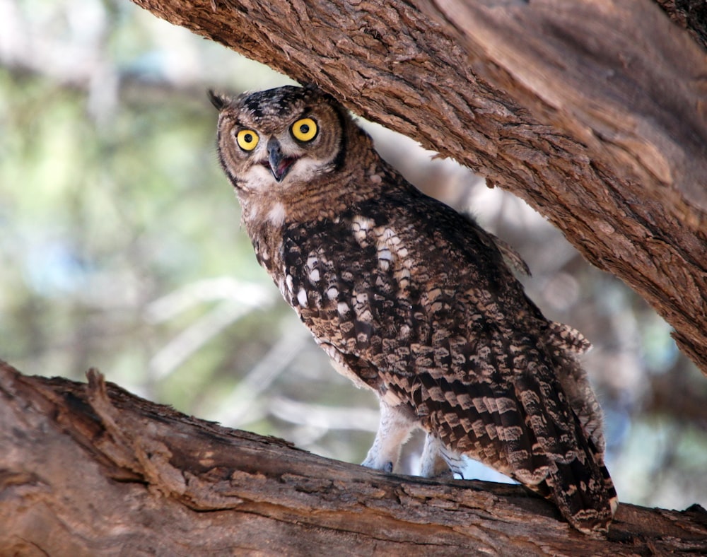 brown owl on brown tree branch during daytime