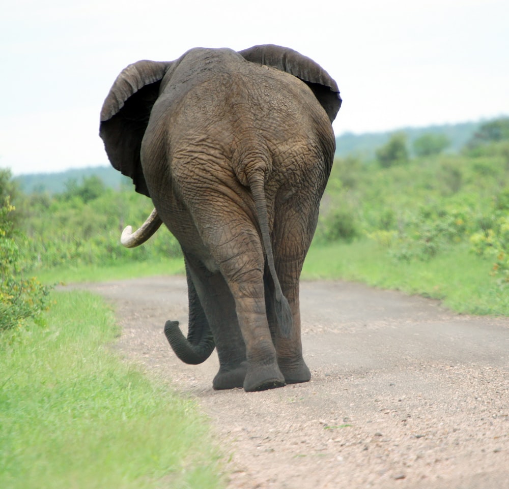brown elephant walking on road during daytime