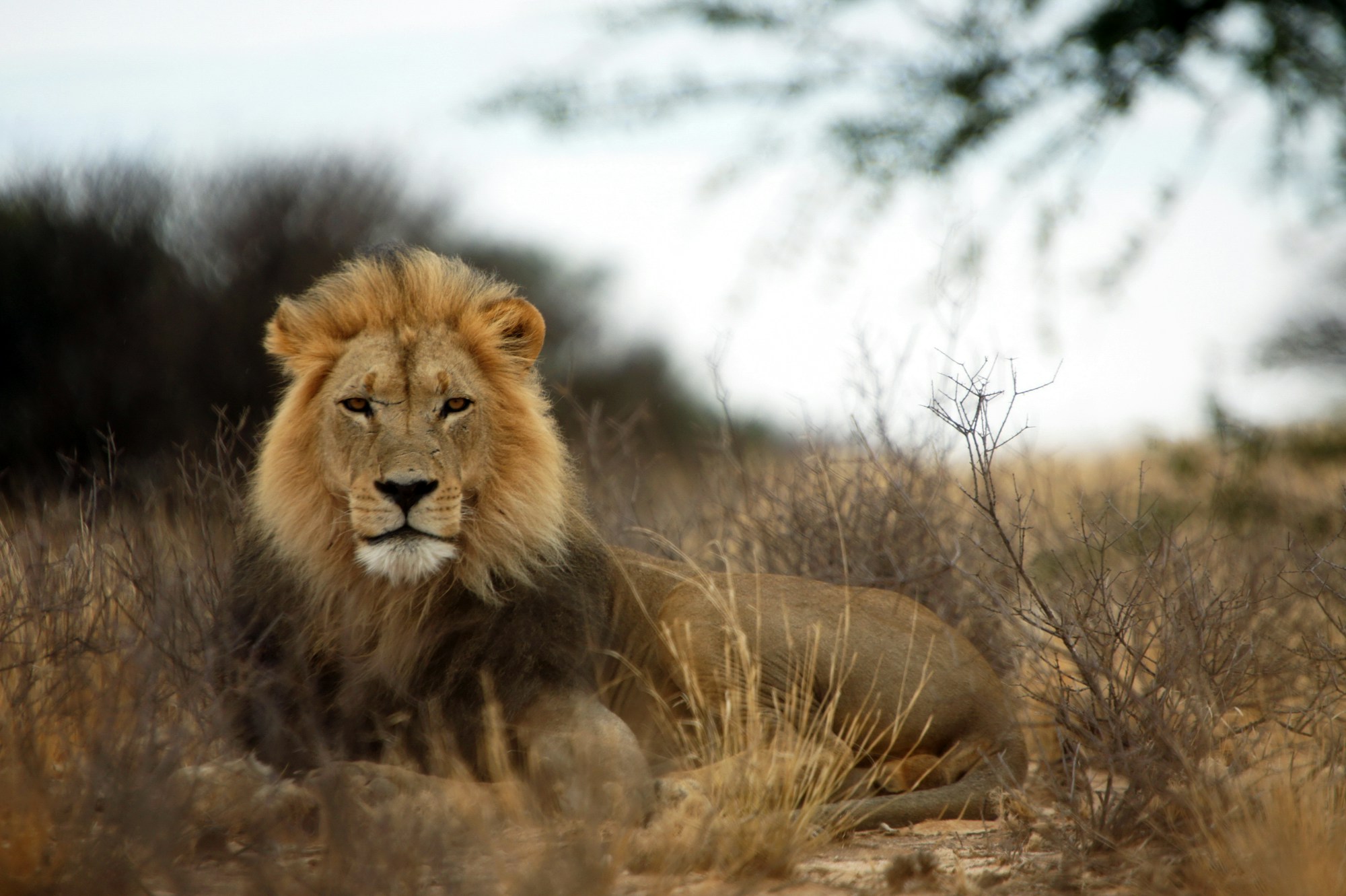 Lion, one of the Big Five animals seen on a Tanzania safari