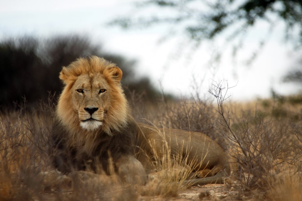 brown lion lying on brown grass during daytime