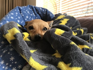 Dog enjoying a cozy blanket inside the room