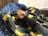 A small dog is nestled comfortably under a cozy blanket with a lightning bolt pattern. The blanket is predominantly grey with bright yellow accents. The dog’s head is peeking out, resting against a blue blanket decorated with white snowflakes. Soft natural light filters through wooden blinds in the background, creating a warm and inviting atmosphere.