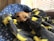 A small dog is nestled comfortably under a cozy blanket with a lightning bolt pattern. The blanket is predominantly grey with bright yellow accents. The dog’s head is peeking out, resting against a blue blanket decorated with white snowflakes. Soft natural light filters through wooden blinds in the background, creating a warm and inviting atmosphere.