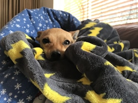 A small dog is nestled comfortably under a cozy blanket with a lightning bolt pattern. The blanket is predominantly grey with bright yellow accents. The dog’s head is peeking out, resting against a blue blanket decorated with white snowflakes. Soft natural light filters through wooden blinds in the background, creating a warm and inviting atmosphere.